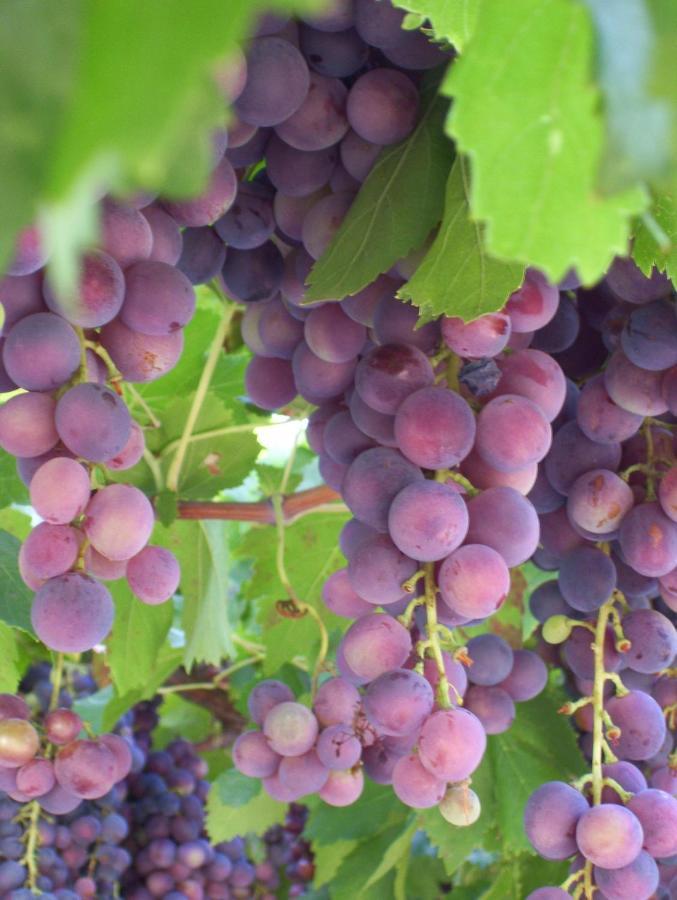 파사노 Agriturismo Locanda Ventura 빌라 외부 사진